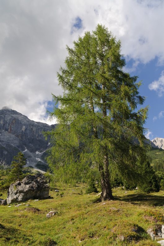 A tall green Larix 'European Larch' in an 8'' pot stands in a grassy landscape with rocky outcrops, backed by a mountain range under a partly cloudy sky.