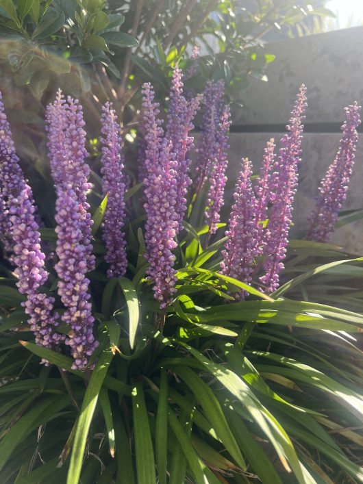 Vibrant green foliage and tall stalks of Liriope 'Summer Beauty' with small purple flowers soak in sunlight, framed by blurred foliage and a metal fence, adding charm to any garden setting.