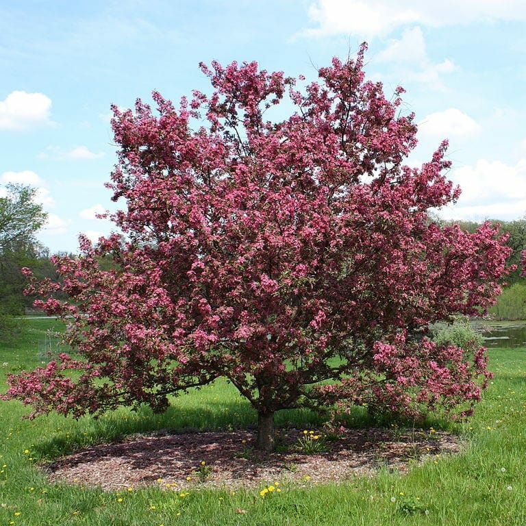 Malus 'Rejoice™' Crab Apple 10'' Pot - Hello Hello Plants & Garden Supplies