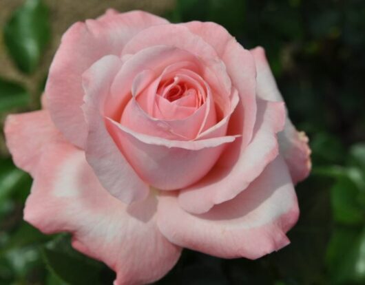 Close-up of the Rose 'Martina' Climber, showcasing its blooming pink flowers with soft, delicate petals encircled by lush green leaves.