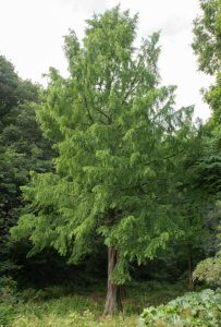 A Larix 'European Larch' 8'' Pot, a medium-sized deciduous tree, stands alone in a forest clearing surrounded by dense vegetation and other trees.