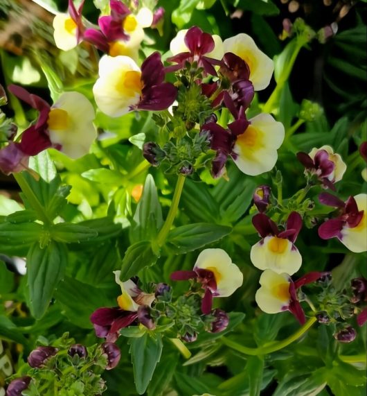 A 6" pot of Nemesia ‘Raspberry Lemonade’ features charming flowers with dark pink and yellow petals set against lush green leaves.