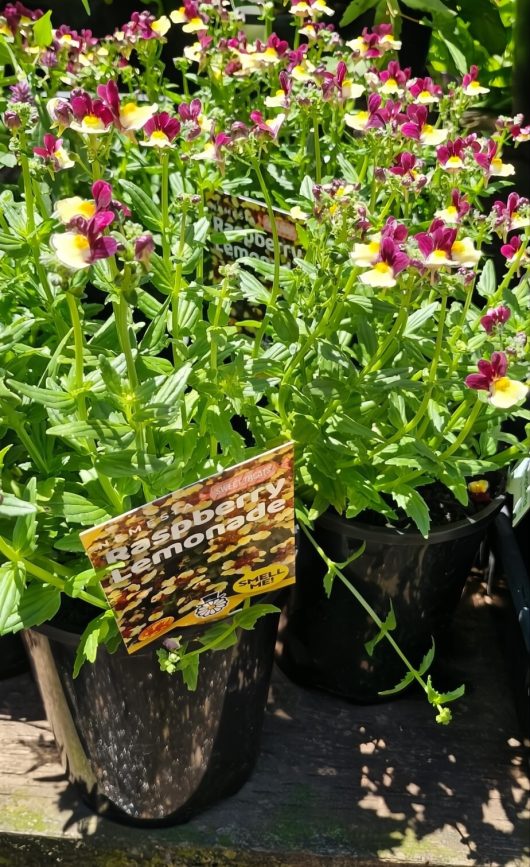 Displayed outdoors, the Nemesia 'Raspberry Lemonade' blooms with small pink and yellow flowers in a charming 6" pot.