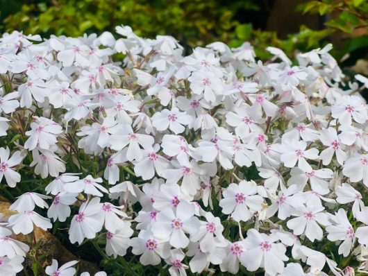 A cluster of white and pink Phlox 'Amazing Grace' in full bloom with green foliage in the background, beautifully nestled in a 6" pot.