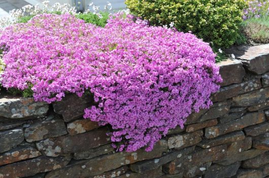 A stone wall with lush clusters of bright purple Phlox 'Amazing Grace' 6" Pot cascading over its edge, set against greenery in the background, reminiscent of Amazing Grace.