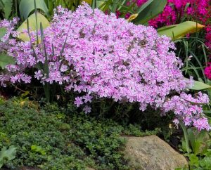 A Phlox 'Amazing Grace' 6" Pot, displaying a cluster of pink and white stripes, sits in a garden setting surrounded by lush green foliage and rocks.