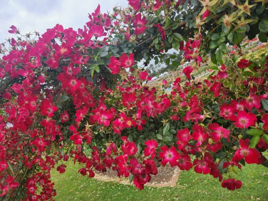 Rosa Bloomfield Courage Red climbing Roses growing in masses on a pole.