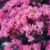 Lagerstroemia Diamonds In The Dark® 'Shell Pink' Crepe Myrtle - Hello ...