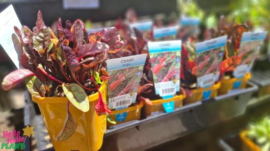 Close-up of Silverbeet 'Ruby Chard' 4" pots containing vibrant plants, with labeled packets inserted, displayed on a shelf in a garden center.