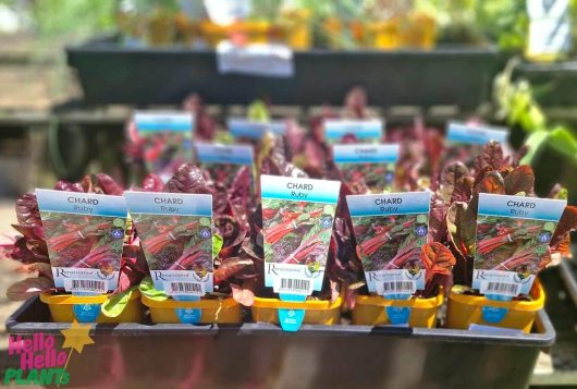 The Silverbeet 'Ruby Chard' plants are elegantly displayed in attractive yellow 4" pots on a table.