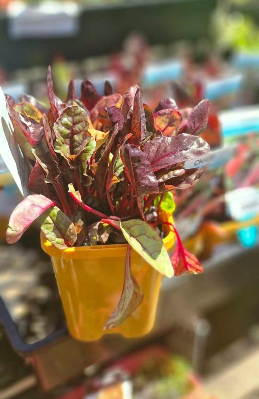 A vibrant 4" pot of Silverbeet 'Ruby Chard' displays its lush red and green leaves, while other potted plants fade into the background.