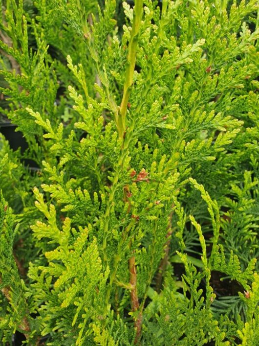 Thuja plicata 'Western Red Cedar' 10