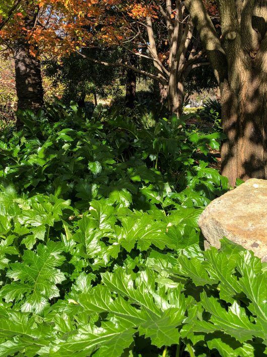 A lush green ground cover of large, glossy Acanthus 'Oyster Plant' leaves extends beneath trees in a garden with sunlight filtering through the foliage.