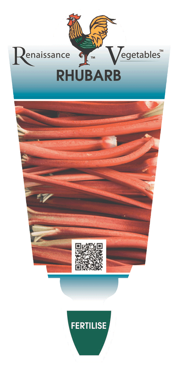 RHUBARB 'Crimson' seeds – Boondie Seeds