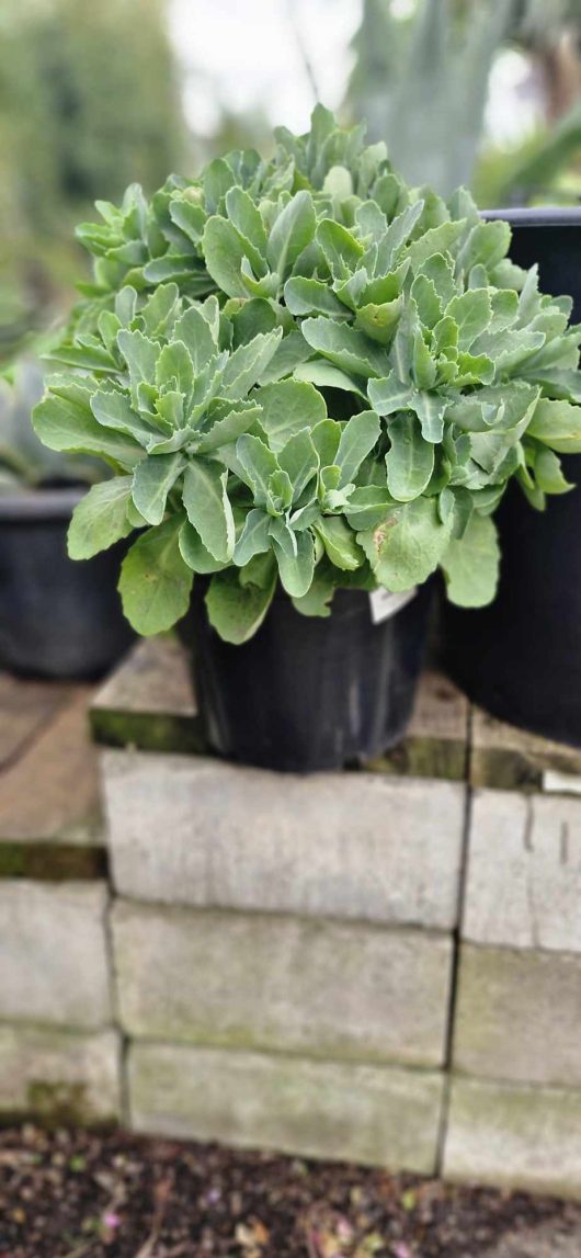 An 'Autumn Joy' Sedum in an 8" black pot rests on a stack of gray bricks outdoors.