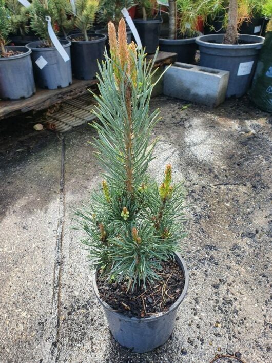 A young Pinus 'Spaan's Slow Column' Scot's Pine rests in an 8" black pot on a concrete surface, surrounded by other potted plants.