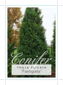 Thuja plicata 'Western Red Cedar' - Hello Hello Plants