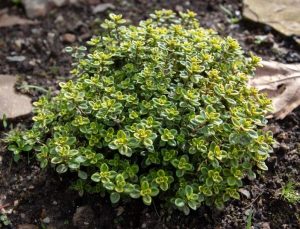 A Thymus 'Golden Lemon' Thyme 4" Pot with green and yellow variegated leaves growing in soil inside a 4" pot, surrounded by small pebbles and a leaf. variegated green and yellow lemon thyme