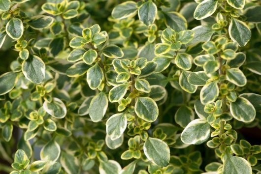 Close-up image of a plant with small, green leaves edged in yellow, featuring a dense, layered foliage pattern. This Thymus 'Golden Lemon' Thyme 4" Pot showcases the beauty of its Golden Lemon variety.