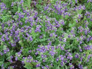 Nemesia 'Aromatica Royal Blue' 6