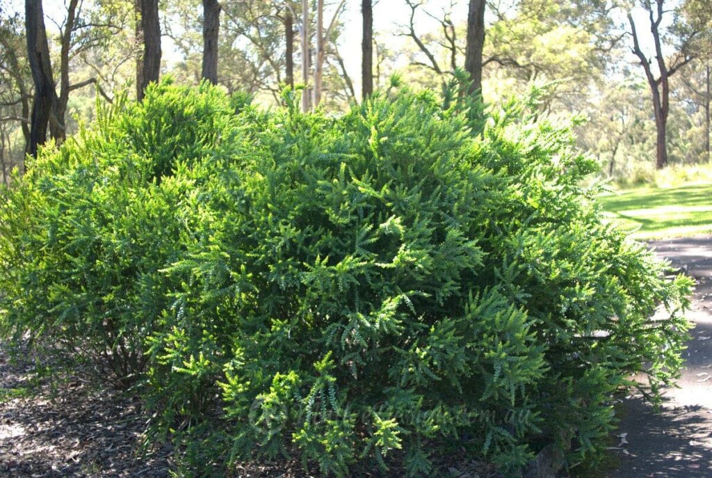 Acacia 'Little Nugget' - Hello Hello Plants