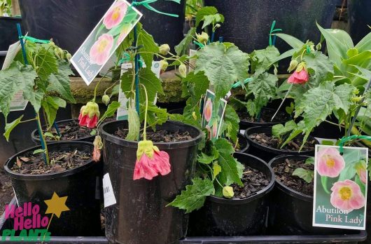 Abutilon 'Pink' plants in 6" pots, featuring vibrant yellow and pink flowers, are neatly labeled and displayed on a shelf at a plant store.