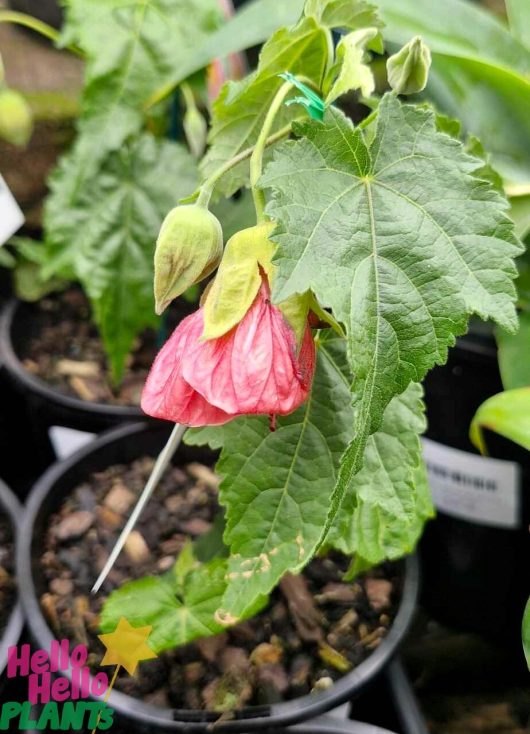 A pink Abutilon flower with drooping petals and green leaves rests elegantly in a sleek black 6" pot, marked as Abutilon 'Pink' by Hello Hello Plants.