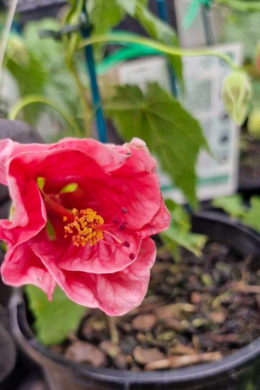 Close-up of an Abutilon 'Pink' flower with a yellow stamen, surrounded by green leaves in a 6" garden pot.