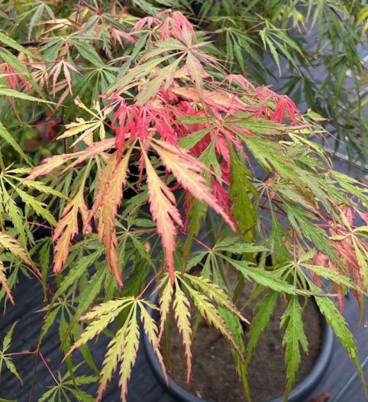 A close-up of the Acer 'Autumn Fire' Japanese Maple in a 16" pot shows its green and red leaves arranged in a delicate, lace-like pattern.