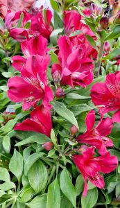 Close-up of vivid red Calibrachoa Cabaret® 'Goodnight Kiss' flowers with lush green foliage, evoking the essence of a romantic farewell.