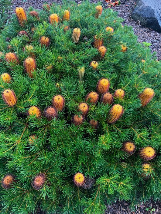 A dense, green Banksia 'Honey Pots' 8" Pot with numerous orange and yellow cylindrical flowers in various stages of blooming stands proudly. The ground is covered with mulch, rocks in the background providing a rustic touch, and the vibrant splash of color reminiscent of nature's honey pots.