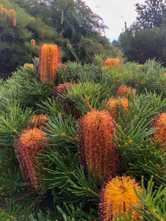 Green bush with numerous orange and yellow cylindrical flowers in a garden setting, placed in an 8" pot with pine trees in the background. The Banksia 'Honey Pots' 8" Pot thrives beautifully here, reminiscent of honey pots amidst nature's splendor.