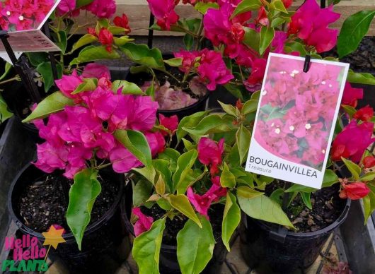 Bougainvillea 'Treasure' in a 6" pot showcases vibrant pink blooms, complete with a plant tag reading "Bougainvillea Treasure.