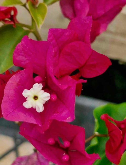 The Bougainvillea 'Treasure' 6" Pot features vibrant magenta flowers with a white center, set against a beautifully blurred background.