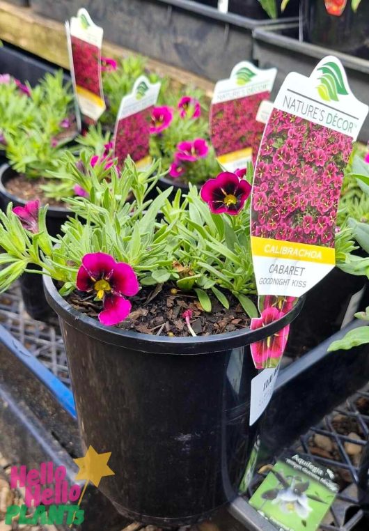 Calibrachoa Cabaret® 'Goodnight Kiss' plants in a 6" pot, featuring vibrant purple flowers and labeled as "Nature's Décor," are on display.