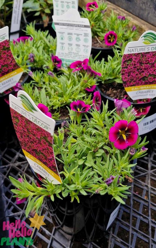 Calibrachoa Cabaret® 'Goodnight Kiss' 6" pot plants, showcasing the vibrant hues of their namesake, are elegantly displayed on a metal grid under the label "Nature's Decor.