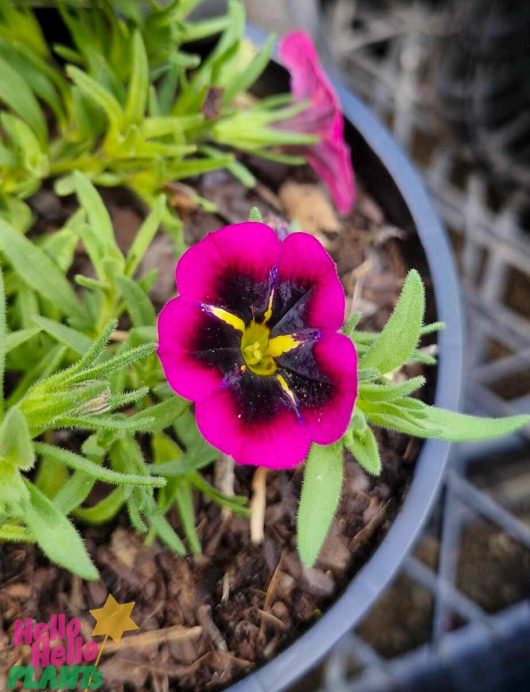 Close-up of the Calibrachoa Cabaret® 'Goodnight Kiss' with its vibrant pink and purple petals and a yellow center, flourishing in a black 6" pot, surrounded by lush green leaves and soil.