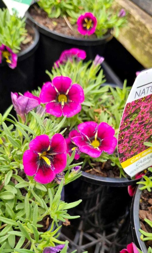 Displayed are pots of vibrant purple petunias with lush green leaves, each featuring a plant label, including the delightful Calibrachoa Cabaret® 'Goodnight Kiss' in a 6" pot.