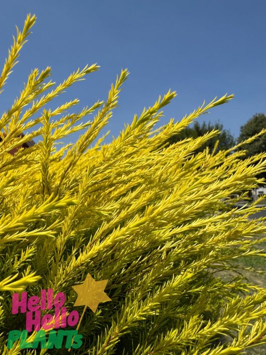 Coleonema 'Golden' Diosma in an 8" Eco Grade pot showcases its yellow feathery foliage beautifully against a clear blue sky with branding in the corner.