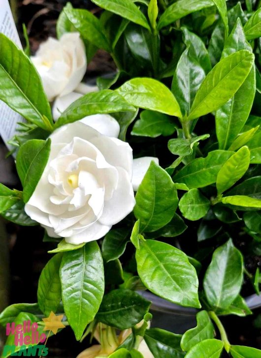 The Gardenia 'Ocean Pearl' blossoms gracefully amidst its lush green foliage, beautifully displayed in an 8" pot.