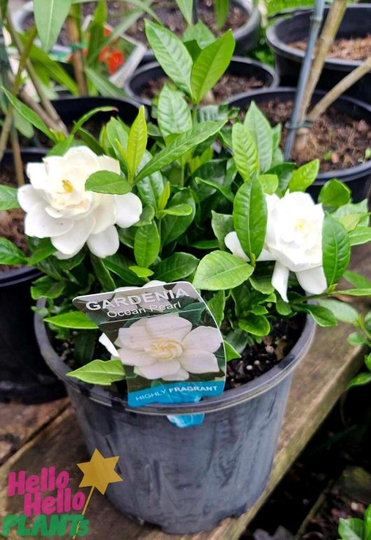 The "Gardenia 'Ocean Pearl' 8" Pot" beautifully displays its white flowers and vibrant green foliage. The label guarantees a highly fragrant experience.