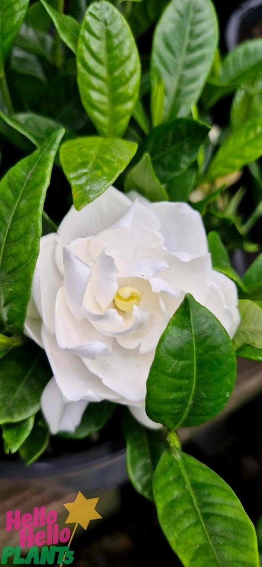 The Gardenia 'Ocean Pearl' in an 8" pot flourishes with its distinctive white blooms and shiny green foliage.