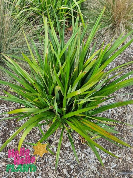 Tasman Flax Lily Grass Dianella Tasmanica