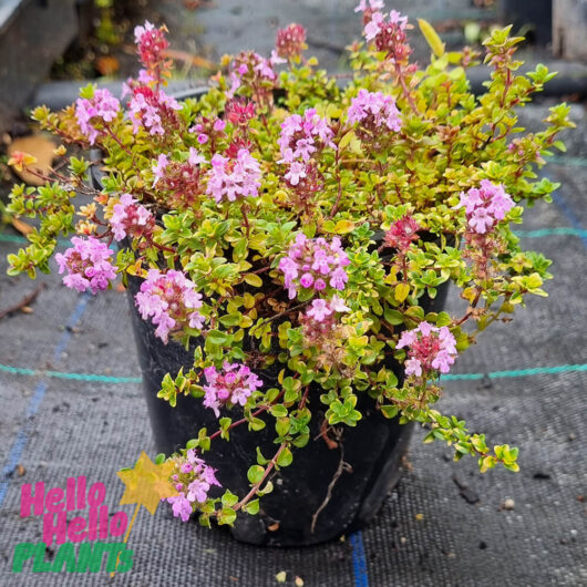 Hello Hello Plants Thymus ‘Doone Valley Pink’ Thyme 6in Pot