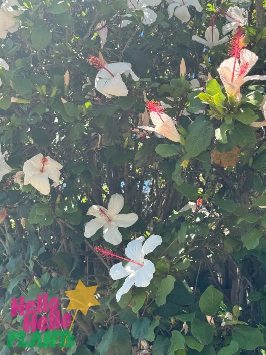 Hibiscus 'Wilders White' showcases lush green foliage with white hibiscus flowers featuring striking red centers. The bottom left corner displays a vibrant "Hello Hello Plants" logo, accentuated by a yellow star.