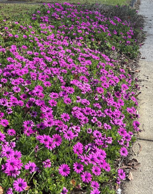 A vibrant patch of Osteospermum 'Serenity™ Dark Purple' African Daisies grows alongside a concrete sidewalk.