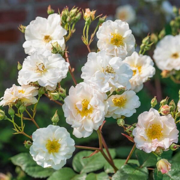 Rose 'Penelope' Bush Form - Hello Hello Plants