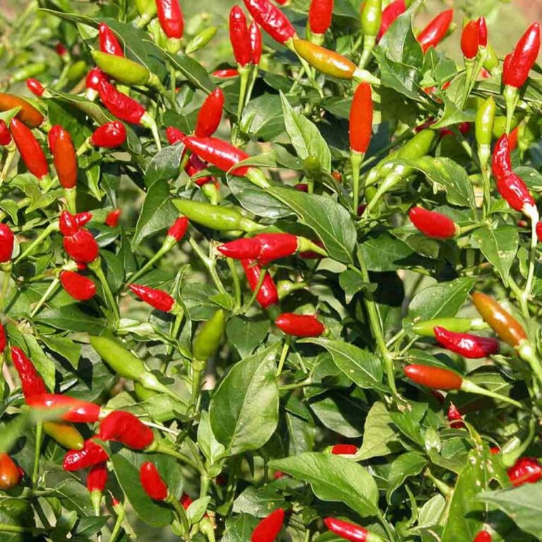 Capsicum 'Tabasco' Chilli Pepper 4