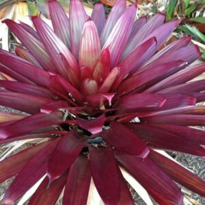 Alcantarea 'Divine Plum' Bromeliad 16