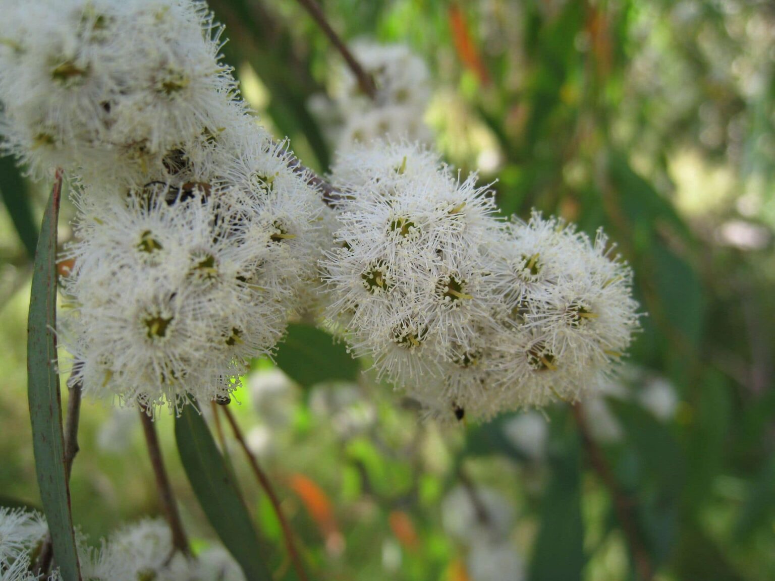 Eucalyptus 'Narrow Leaved Peppermint Gum' 8